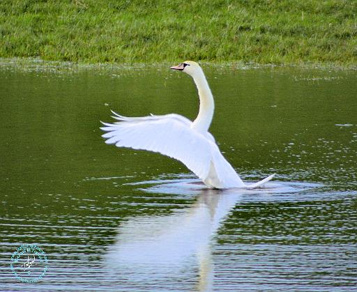 Mute Swan 8P042D-01.JPG